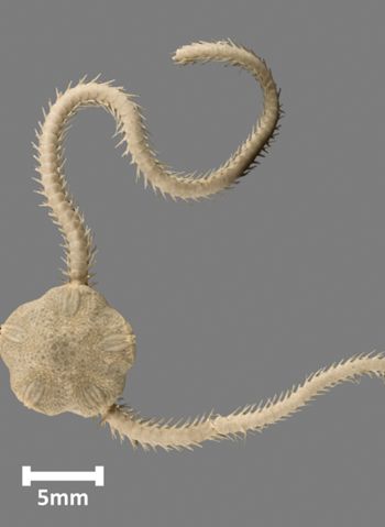 Media type: image;   Invertebrate Zoology OPH-1486 Aspect: dorsal